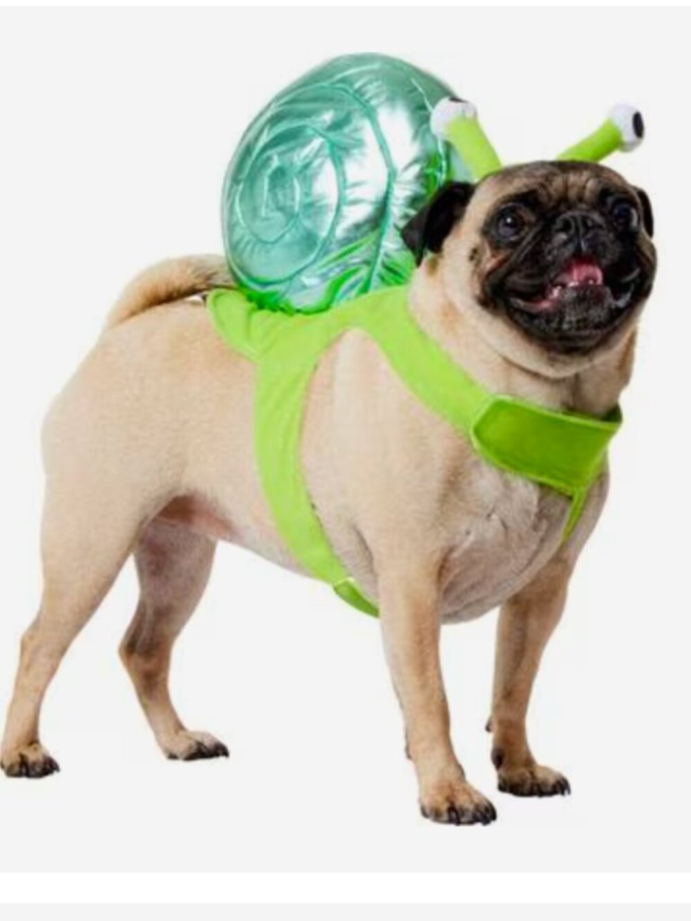 Frisco Snail Dog & Cat Halloween Costume Medium